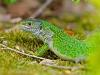 lézard à deux bandes (Lacerta bilineata)